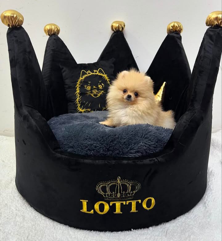 🐶Cama Personalizada