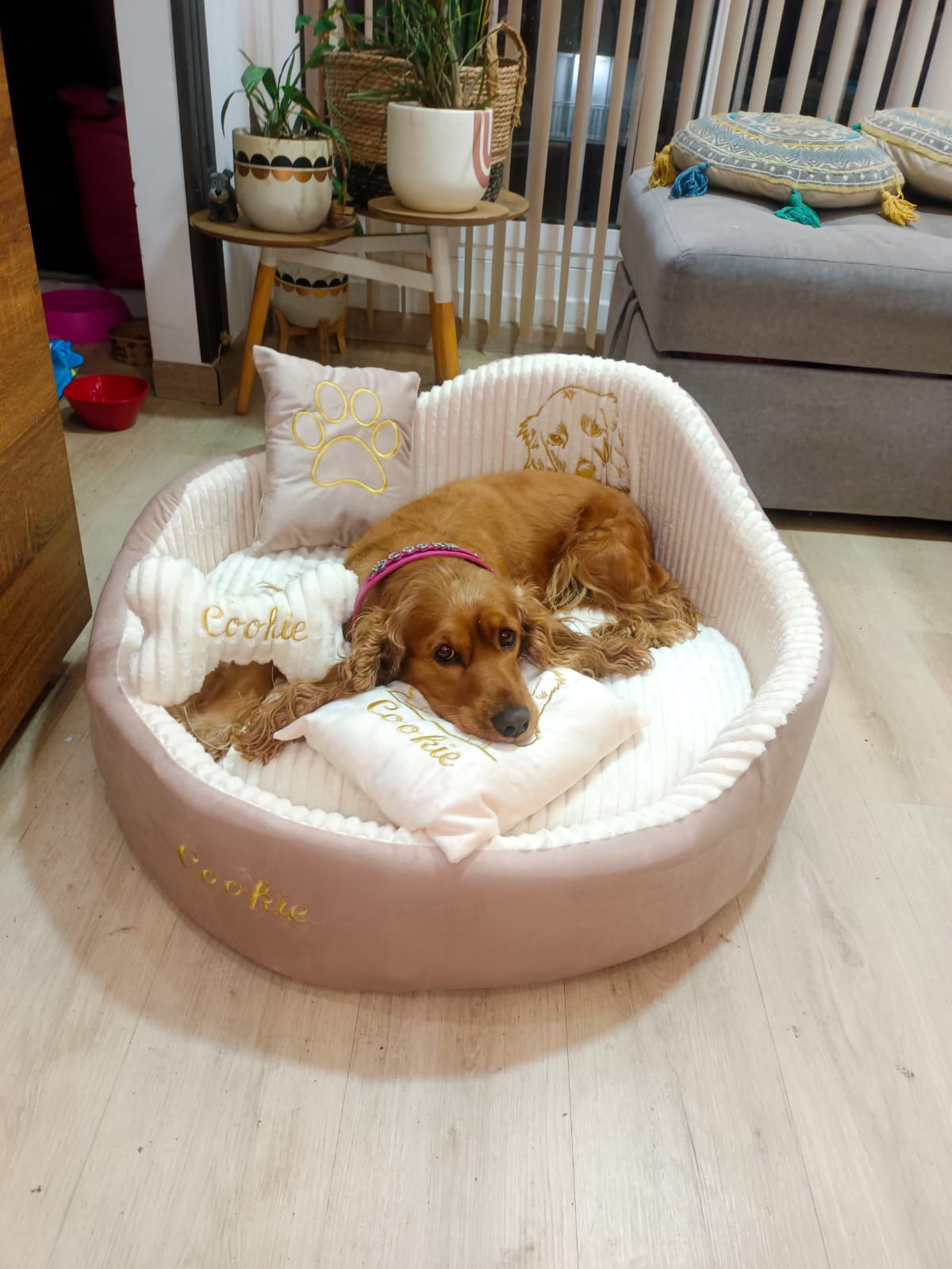🐶Cama Personalizada