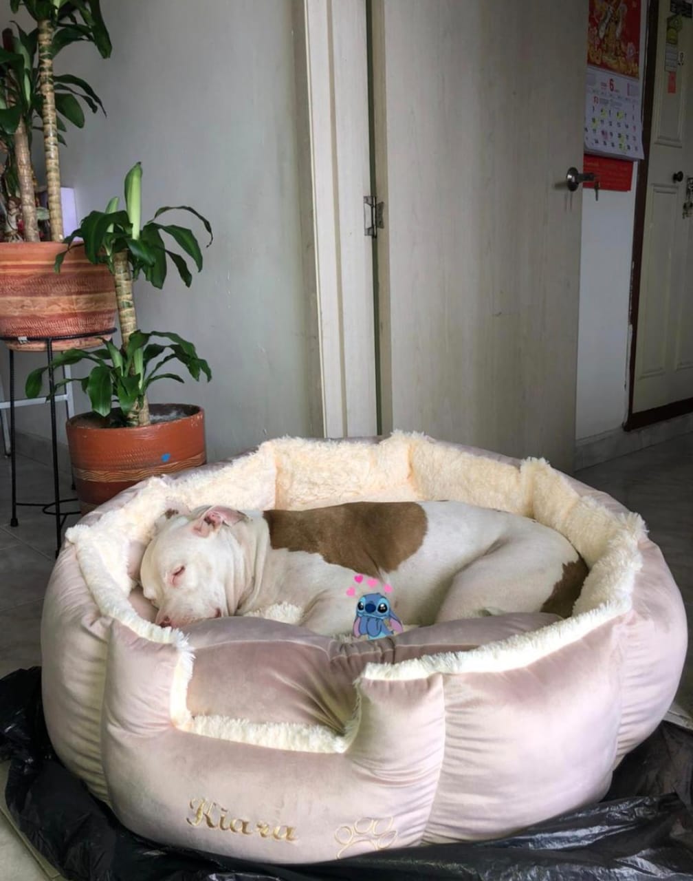 🐶Cama Personalizada